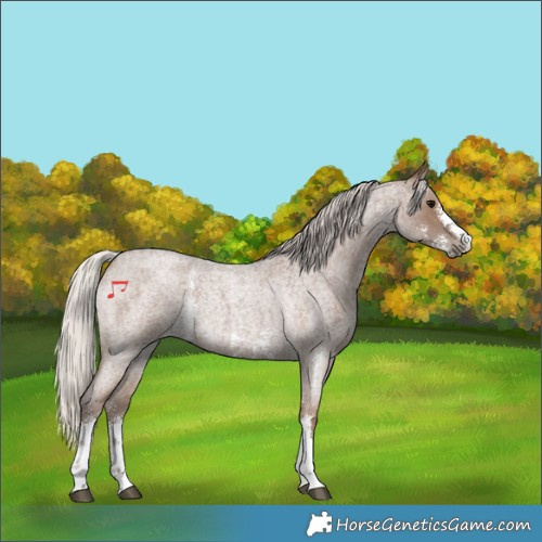Horse Color:Silver Blue Roan Sabino 