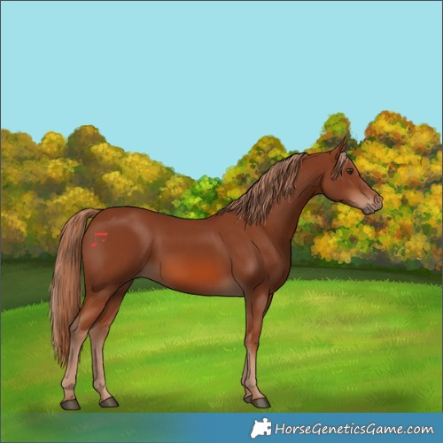 Horse Color:Chestnut 