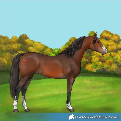 Horse Color:Bay 