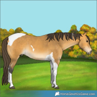 Horse Color:Buckskin Tobiano Rabicano