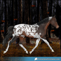 Horse Color:Brown Tobiano Appaloosa Rabicano 