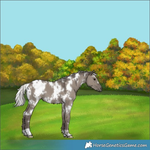 Horse Color:White Spotted Silver Grullo Mushroom 