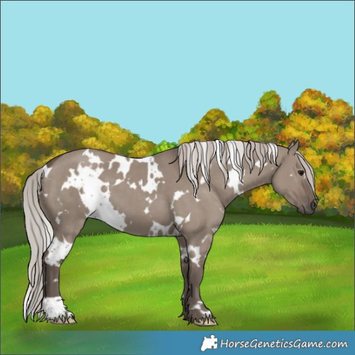 Horse Color:White Spotted Silver Grullo 