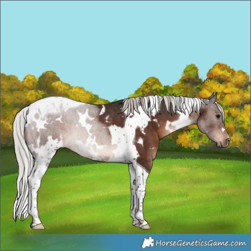 Horse Color:White Spotted Silver Brown Tobiano Rabicano 