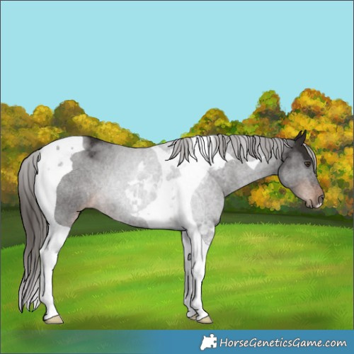 Horse Color:Liver Chestnut Tobiano Rabicano 