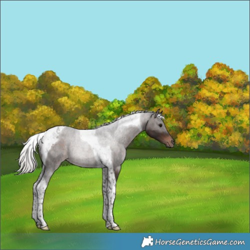 Horse Color:Silver Brown Tobiano Rabicano 