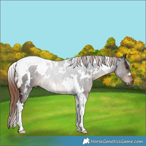 Horse Color:White Spotted Liver Chestnut Tobiano Rabicano 