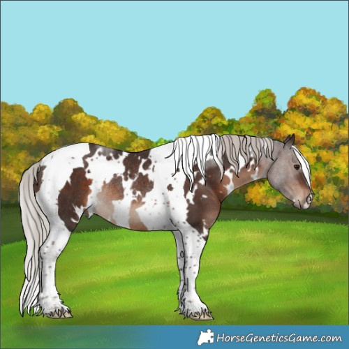 Horse Color:White Spotted Silver Brown Tobiano Rabicano 