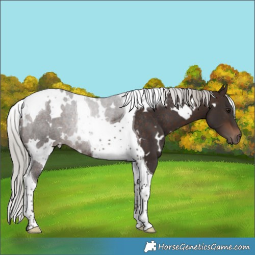 Horse Color:White Spotted Silver Brown Tobiano Rabicano 