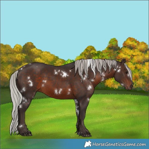 Horse Color:White Spotted Silver Brown Rabicano 