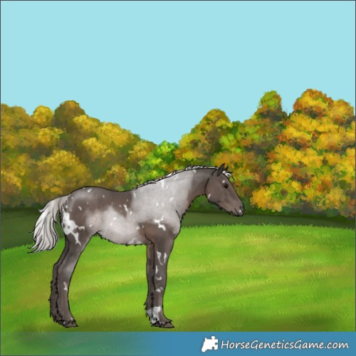 Horse Color:White Spotted Silver Black Rabicano 