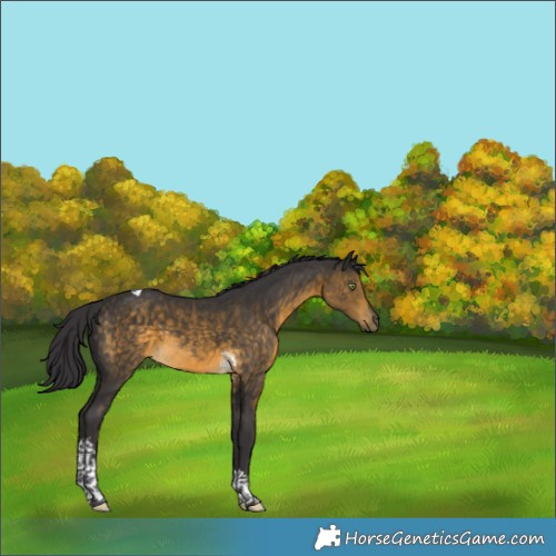 Horse Color:Buckskin Tobiano 
