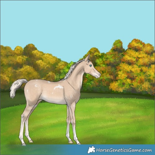 Horse Color:White Spotted Cremello Tobiano Appaloosa 