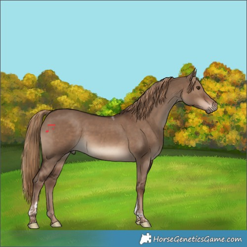 Horse Color:Liver Red Dun Tobiano 