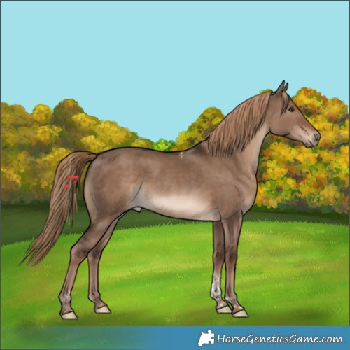 Horse Color:Liver Red Dun Tobiano 