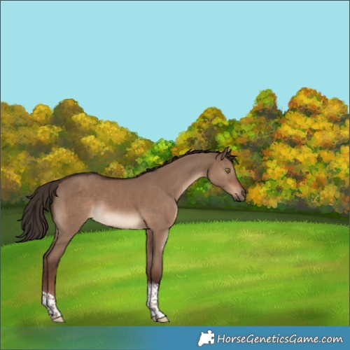 Horse Color:Liver Red Dun Tobiano 