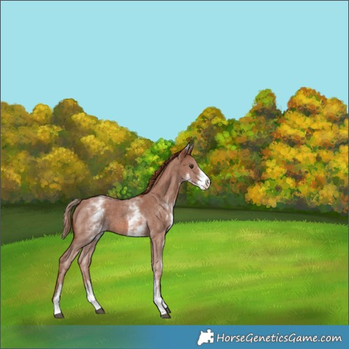 Horse Color:White Spotted Chestnut Sabino 
