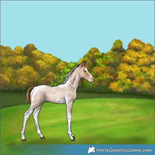 Horse Color:Red Roan Pearl Splash Tobiano Frame 