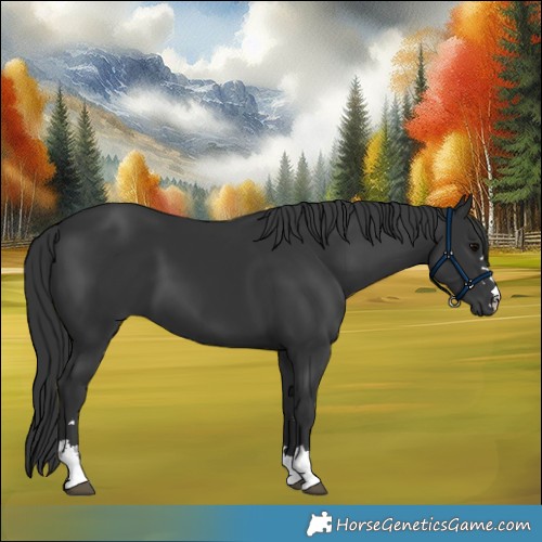 Horse Color:Black 