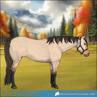 Horse Color:Bay Dun
