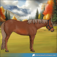 Horse Color:Chestnut 
