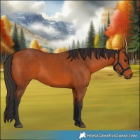 Horse Color:Bay 