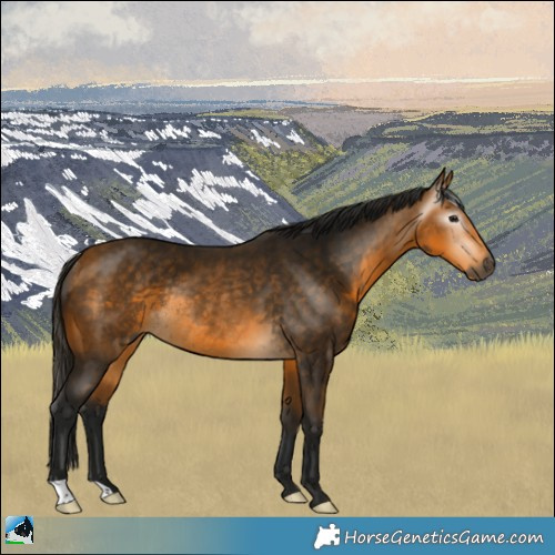 Horse Color:Gray Buckskin Rabicano 