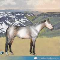 Horse Color:Gray Buckskin Rabicano 