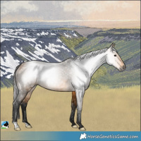 Horse Color:Gray Buckskin Rabicano 
