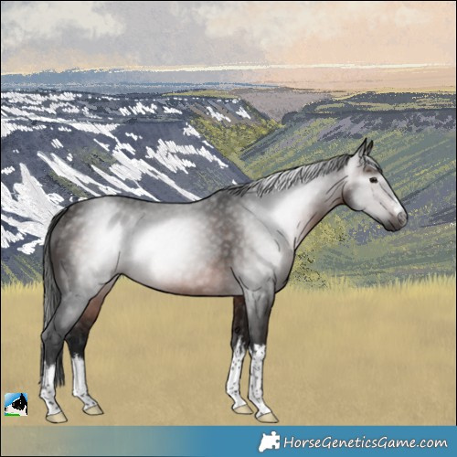 Horse Color:Gray White Spotted Bay Rabicano 