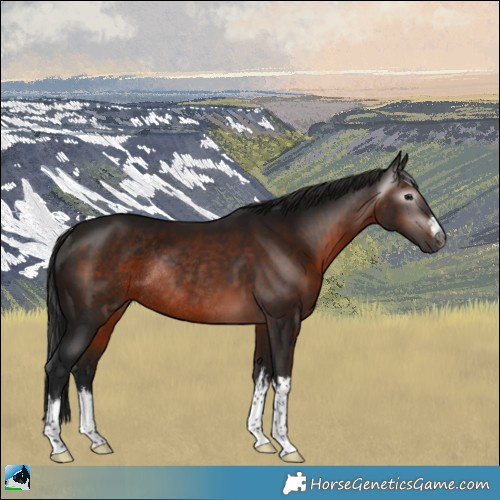 Horse Color:Gray White Spotted Bay Rabicano 