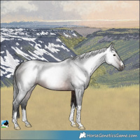 Horse Color:Gray White Spotted Bay Rabicano 