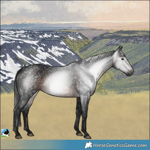 Horse Color:Gray White Spotted Brown Rabicano 