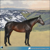 Horse Color:Gray White Spotted Brown Rabicano