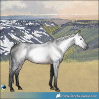 Horse Color:Gray White Spotted Brown Rabicano
