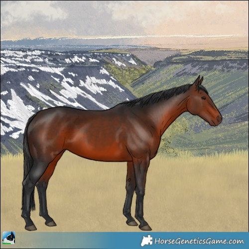 Horse Color:Brown Rabicano