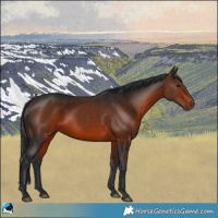 Horse Color:Brown Rabicano 