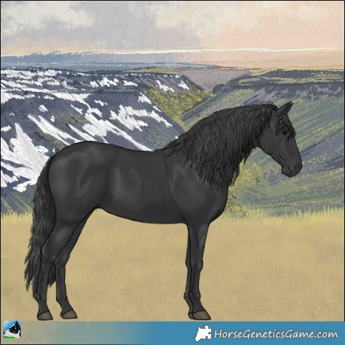 Horse Color:Black Rabicano
