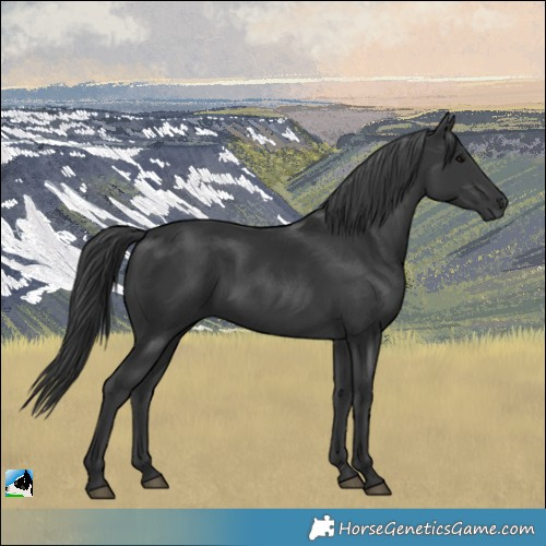 Horse Color:Black Rabicano 