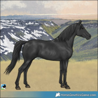 Horse Color:Black Rabicano 