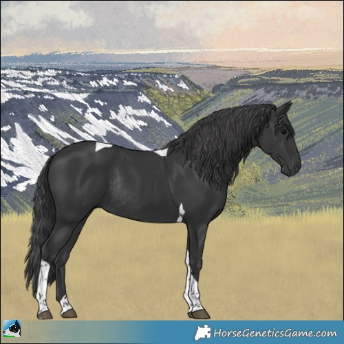 Horse Color:Black Tobiano Rabicano 