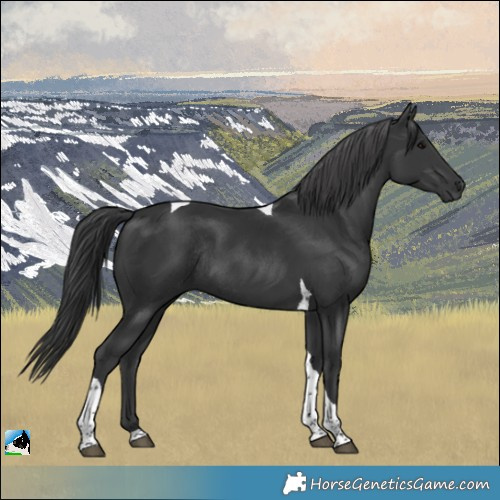 Horse Color:Black Tobiano Rabicano