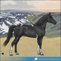 Horse Color:Black Tobiano Rabicano 