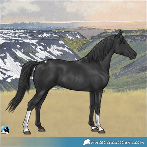 Horse Color:Black Tobiano Rabicano 