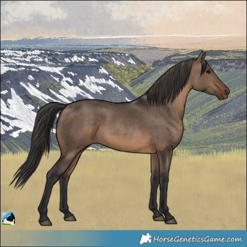 Horse Color:Brown Dun Rabicano