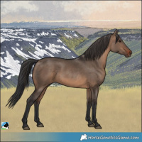 Horse Color:Brown Dun Rabicano 