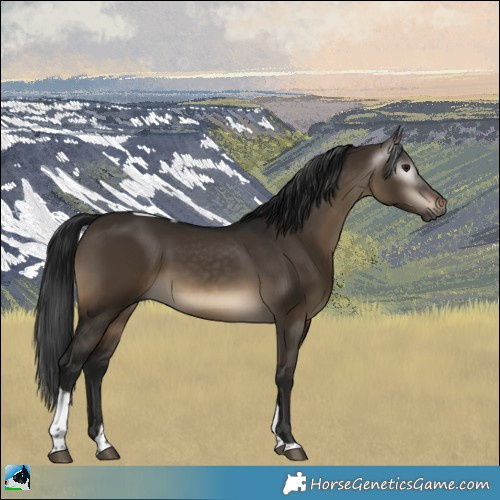 Horse Color:Gray Brown Dun Tobiano Rabicano 