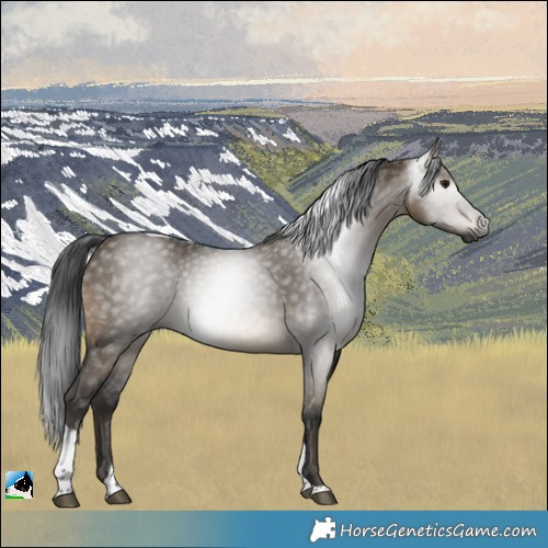 Horse Color:Gray Brown Dun Tobiano Rabicano