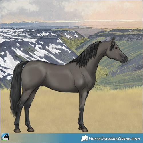 Horse Color:Grullo Rabicano 