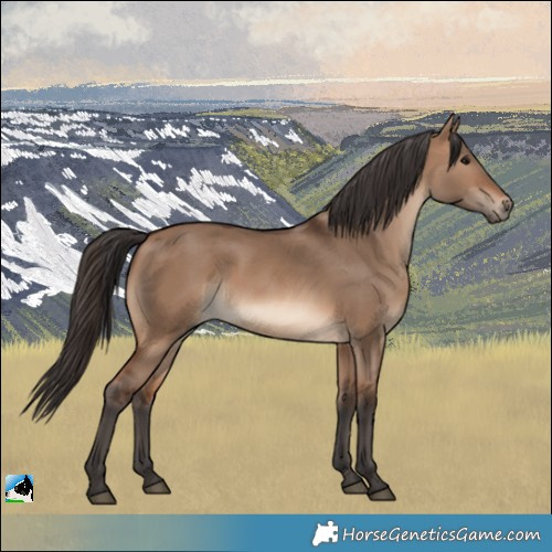 Horse Color:Brown Dun Rabicano 